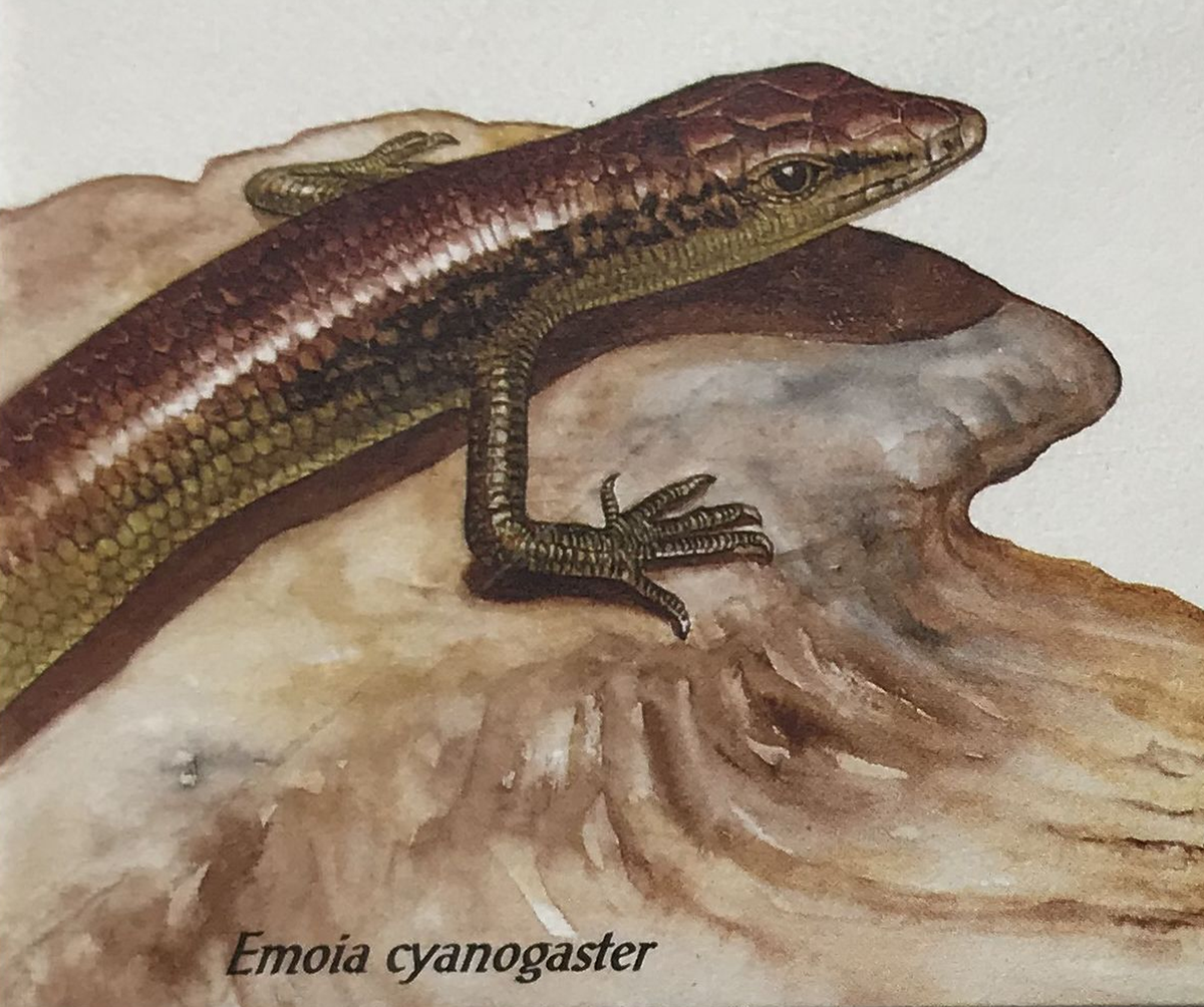 Lizards - The teal emo skink