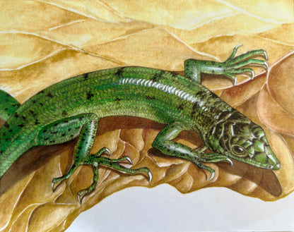 Lizards - Sanford's skink - Sue Wickison