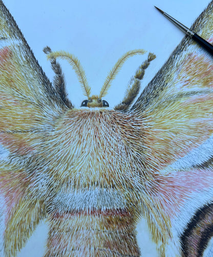 Silk Moth