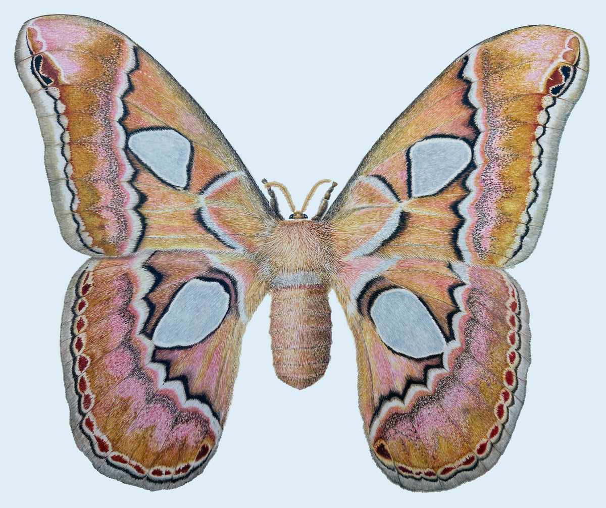 Silk Moth