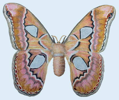 Silk Moth