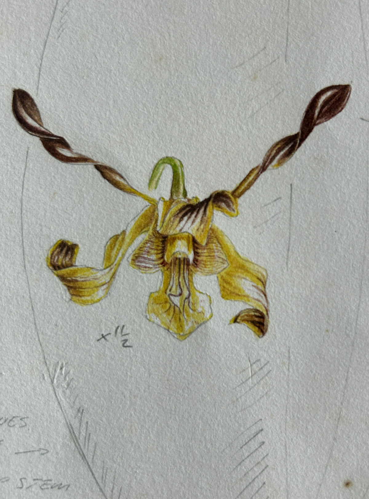Solomon Island Orchids Part 2
