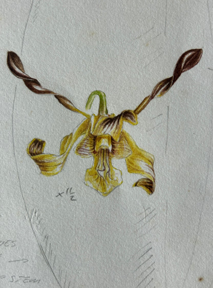 Solomon Island Orchids Part 2