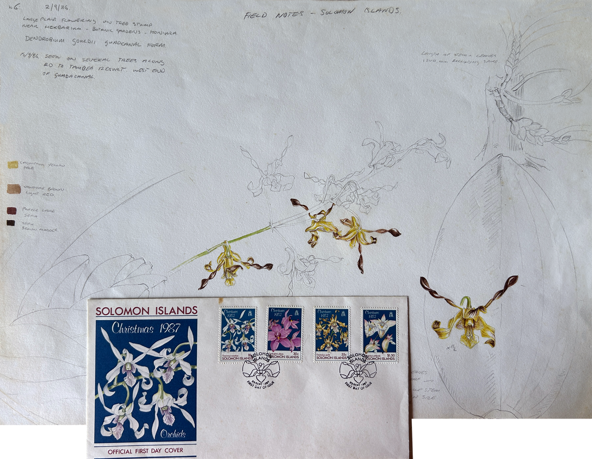 Solomon Island Orchids Part 2