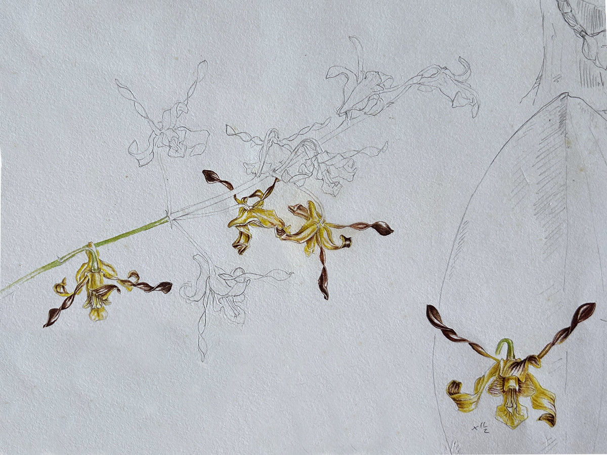 Solomon Island Orchids Part 2
