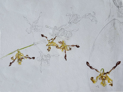 Solomon Island Orchids Part 2