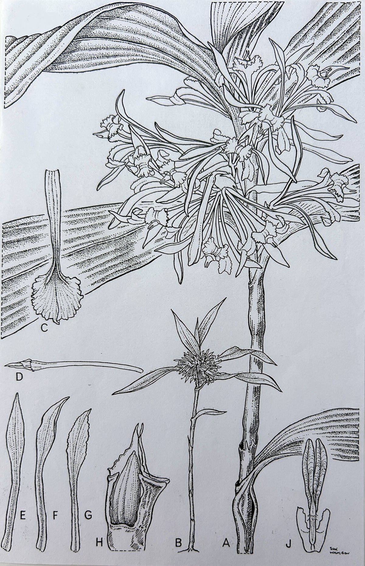 Orchids of Vanuatu - Sue Wickison