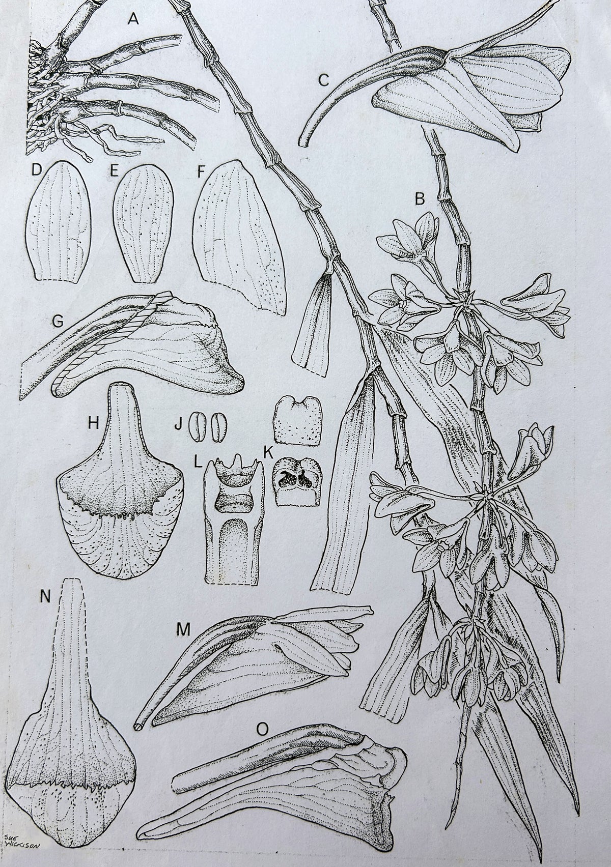 Orchids of Vanuatu - Sue Wickison