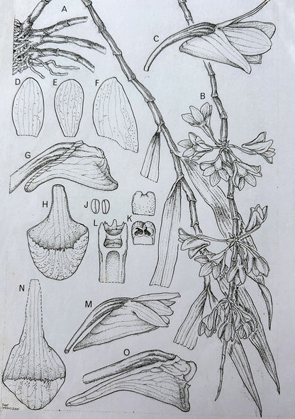 Orchids of Vanuatu - Sue Wickison